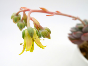 多肉開花