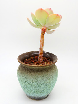 荷葉蓮