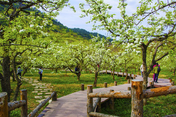 千山梨園木板路與梨花盛開(kāi)梨樹(shù)林