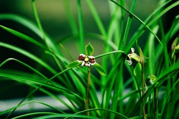 野草兒