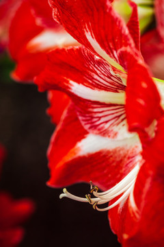 朱頂紅