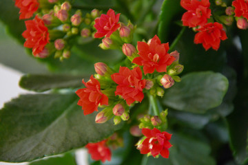 長壽花