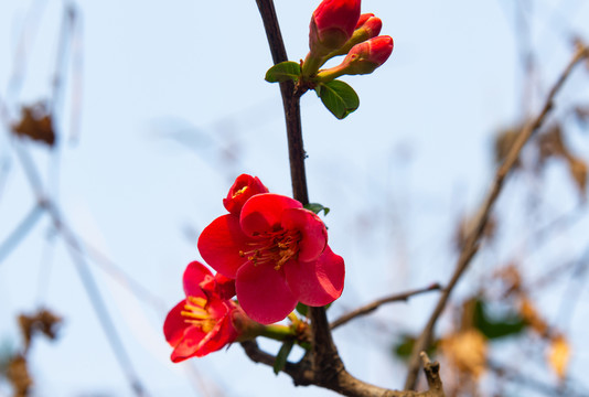 海棠花花朵花卉