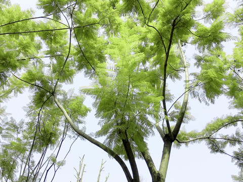樹枝綠葉