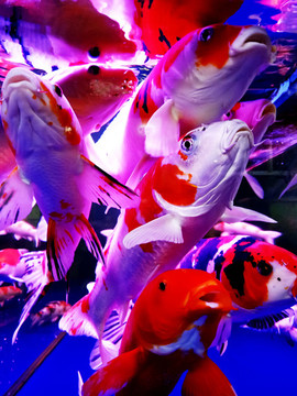 錦鯉魚