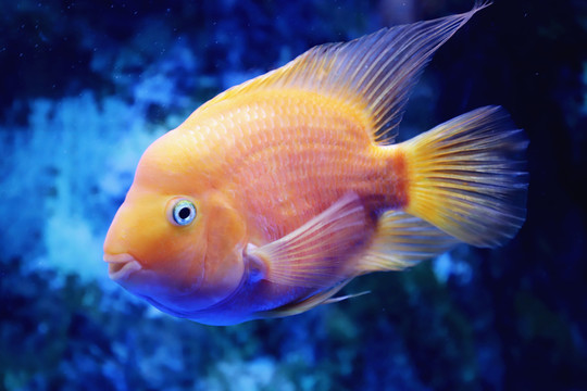 美麗可愛的鸚鵡魚