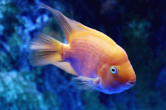 美麗可愛的鸚鵡魚