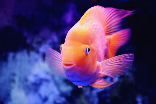 可愛的鸚鵡魚