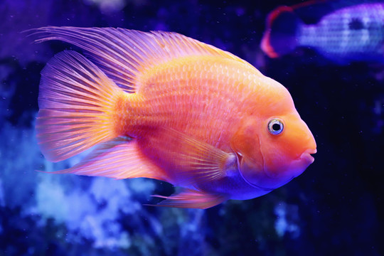 血鸚鵡觀賞魚