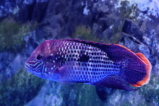 紅尾皇冠魚