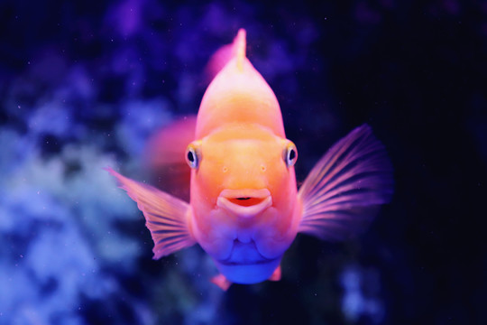血鸚鵡觀賞魚(yú)