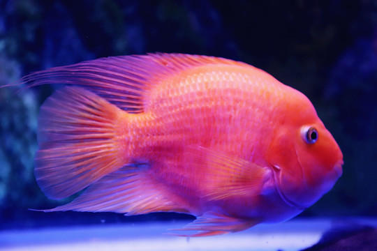 鸚鵡魚