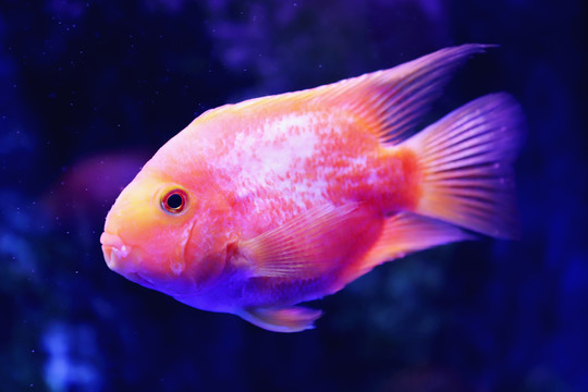 鸚鵡魚