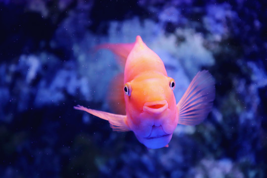 血鸚鵡觀賞魚