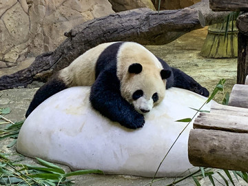 可愛的熊貓