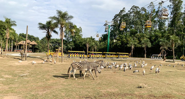 長隆野生動物園