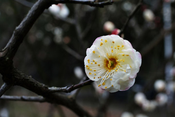 梅花