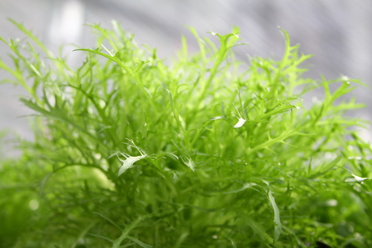 苦菊