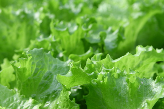 生菜