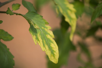 番茄凍害癥狀