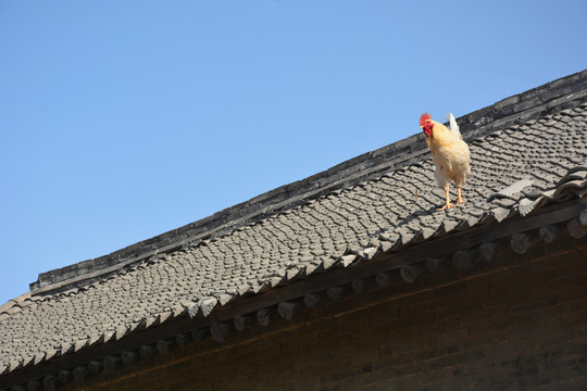屋檐上的鸡