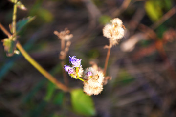 野草花