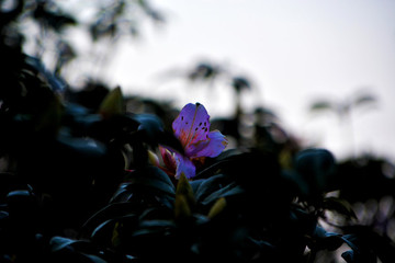 杜鵑花