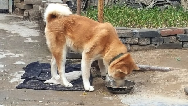黃狗