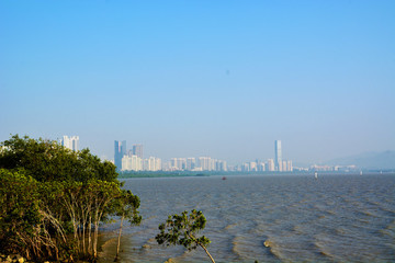 深圳灣風景