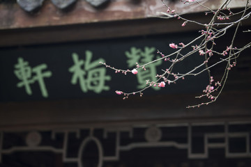 春節(jié)杭州靈峰探梅