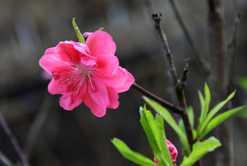 桃花