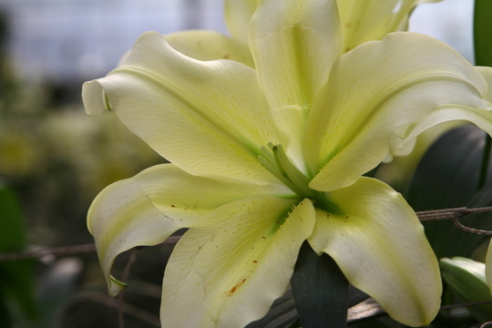 百合花