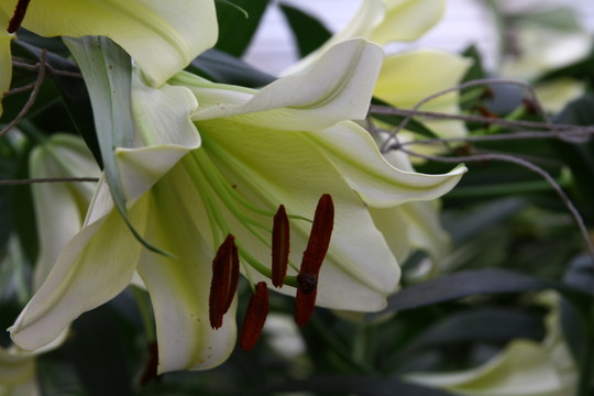 百合花