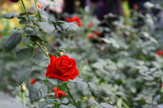月季花