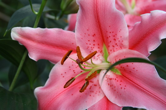 百合花