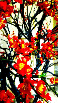 紅梅絹花