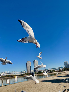 海鷗