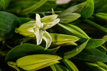 百合花