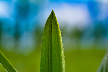 百合花