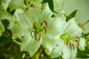 百合花
