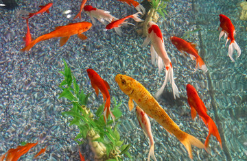 錦鯉魚