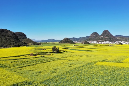 羅平油菜花