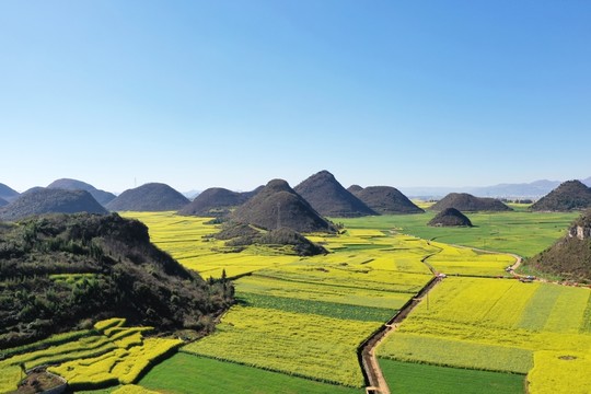 羅平油菜花