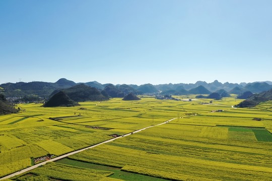 羅平油菜花