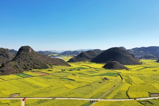 羅平油菜花