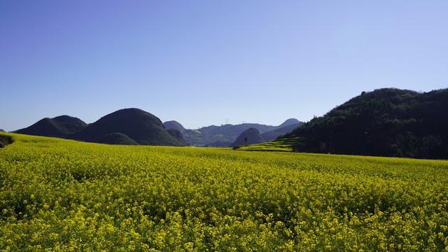 羅平油菜花