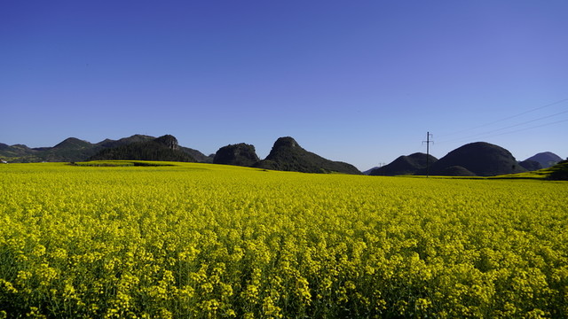 羅平油菜花