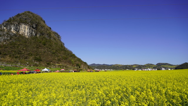 羅平油菜花