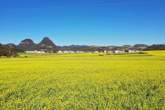 羅平油菜花