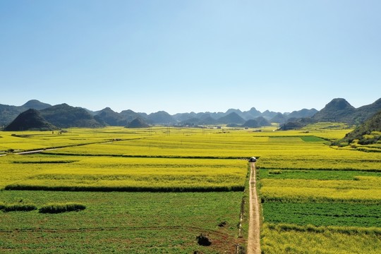羅平油菜花